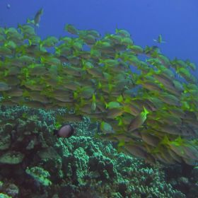 Maui Dive Trip 2013
