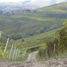 Vineyards in La Morra and Barolo castle - Piedmont  - Italy